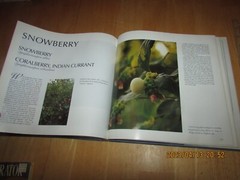 Berries : Cultivation, Decoration, and Recipes by Mary Forsell (1989, Hardcover)