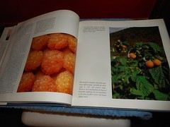 Berries Cultivation Decoration and Recipes Mary Forsell HC/DJ 1989 Fruit Jarring