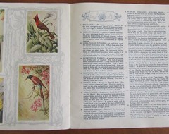THE BIRDS OF BIRDVILLE 1923 Stapled booklet L N GILBERT Rare