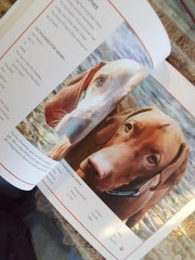 Let Me Tell You about Jasper: How My Dog Became America’s Dog by Dana Perino