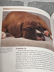 Terra-Nova The Boxer Hardcover Book With DVD 207 Pages
