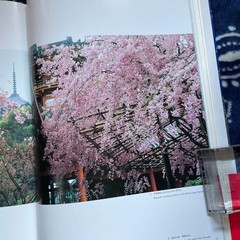 Japanese Cherry Blossoms Hardcover Book | Wide版 152 pages 7.4 x 10.3 in